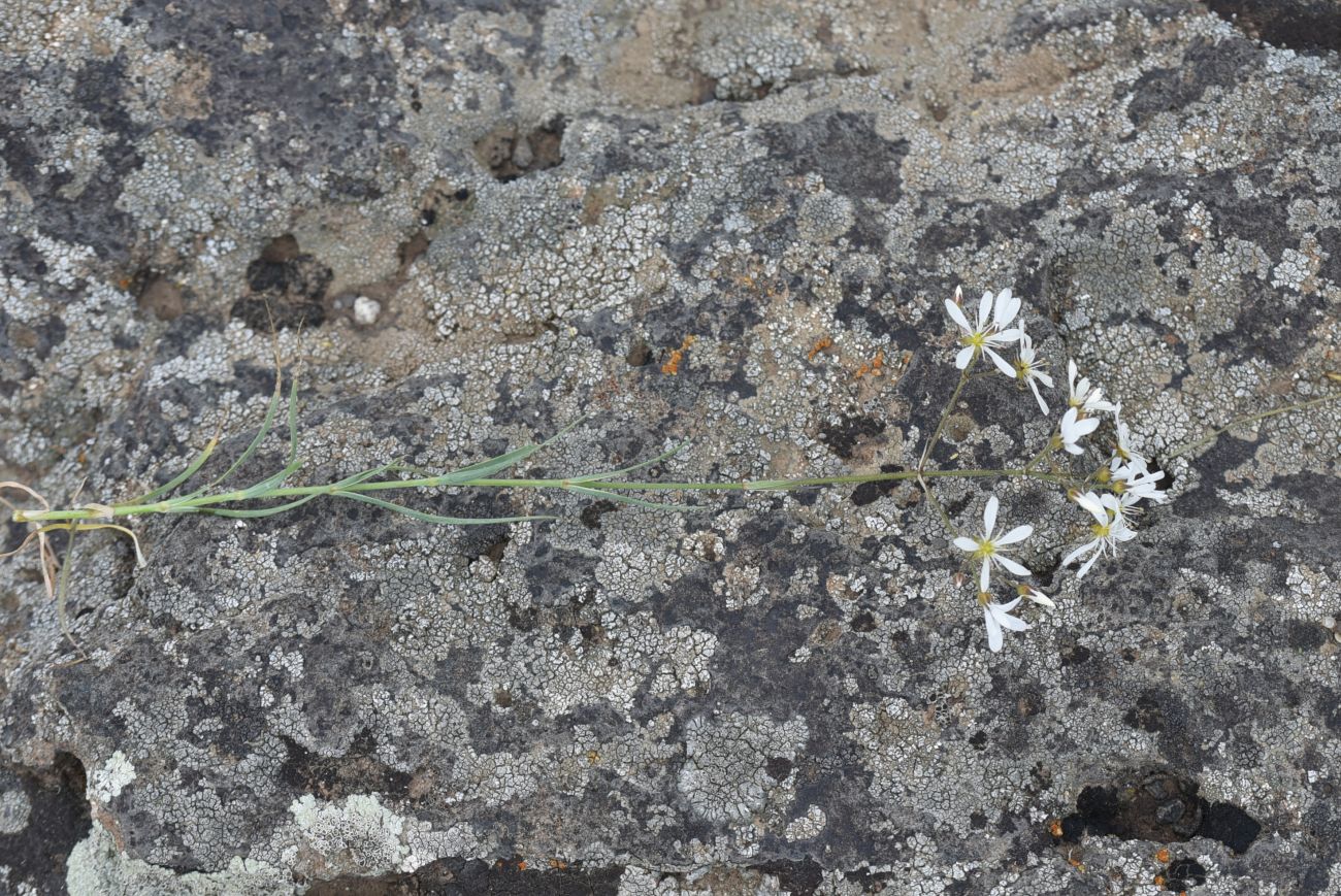 Image of Eremogone gypsophiloides specimen.