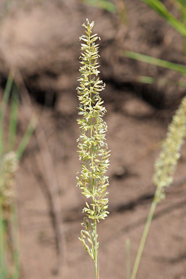 Image of Koeleria glauca specimen.