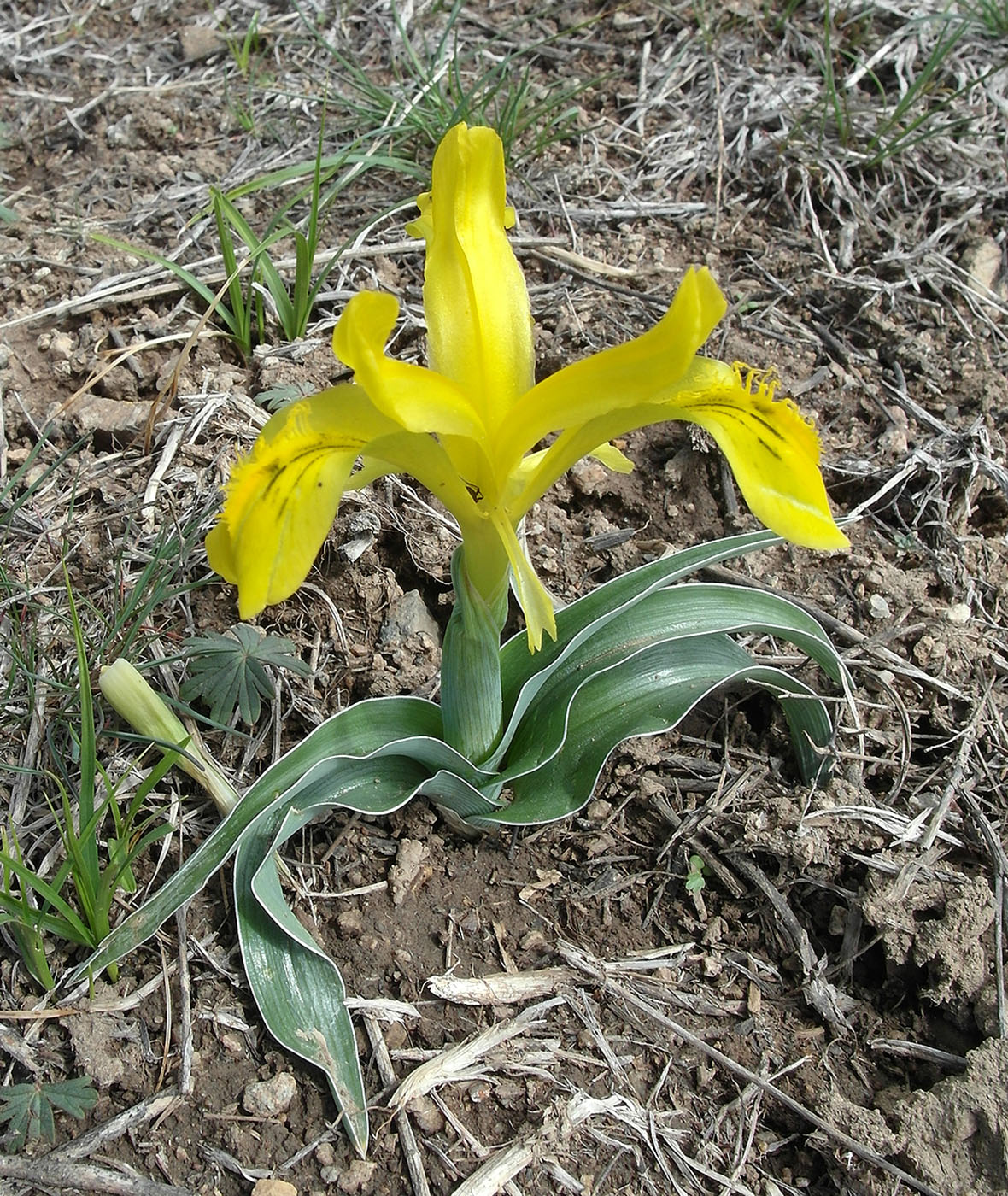 Image of Juno tubergeniana specimen.