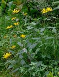 Helianthus tuberosus
