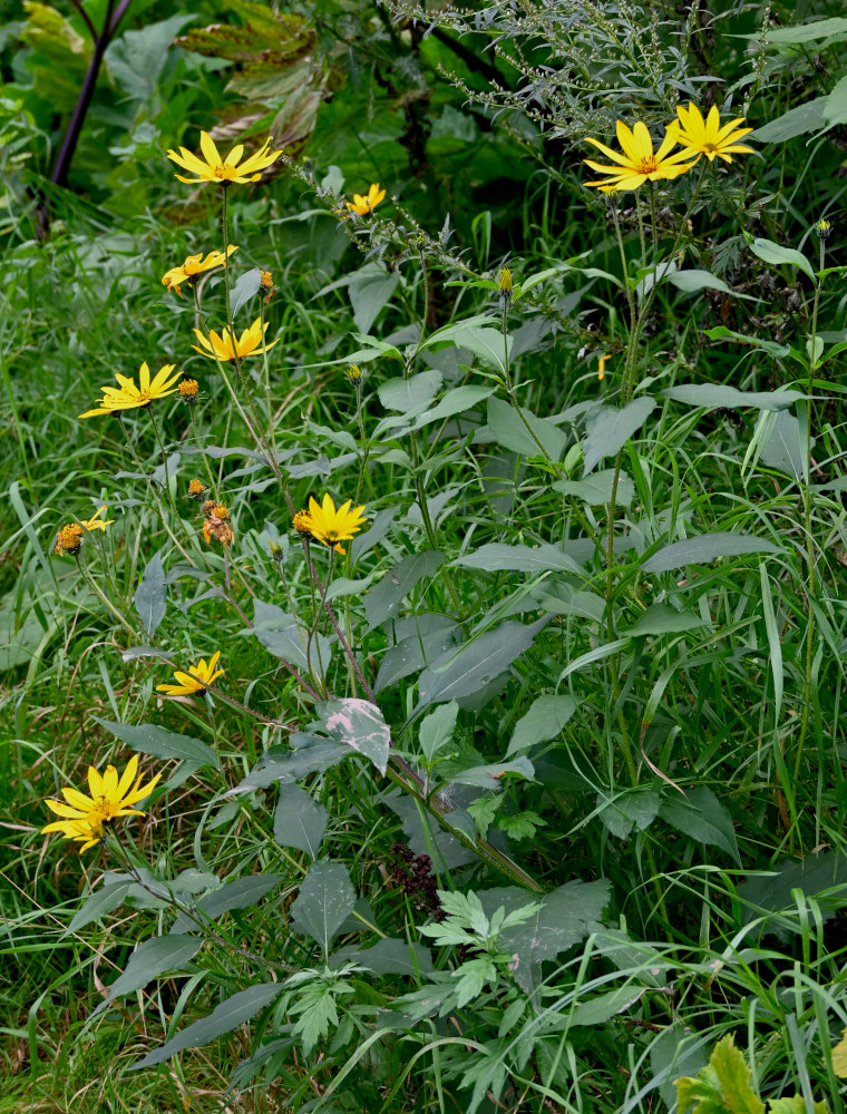 Image of Helianthus tuberosus specimen.