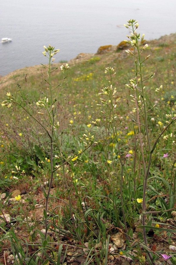 Image of Camelina rumelica specimen.