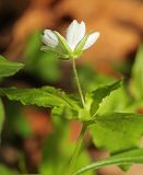 Pseudostellaria heterophylla. Верхушка цветущего растения. Приморский край, Хасанский р-н, юго-западный берег бухты Рейд Паллада, гора Мраморная, северный склон, дубово-липовый лес с Quercus mongolica и Tilia mandshurica. 15.05.2026.