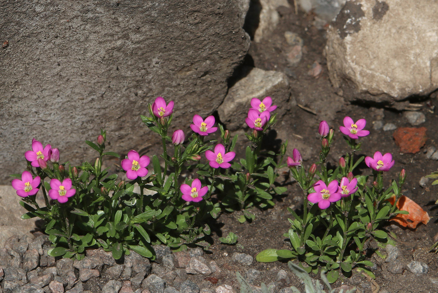 Изображение особи Centaurium portense.