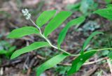 Smilacina dahurica. Верхушка цветущего растения. Хабаровский край, р-н имени Лазо, верховье р. Ко, выс. ≈ 700 м н.у.м., долинный хвойный лес. 21.06.2026.