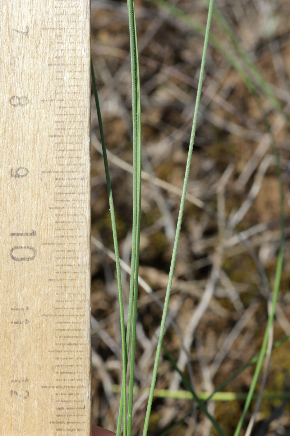 Image of Stipa lessingiana specimen.