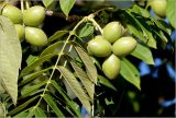 Juglans mandshurica. Соплодия с созревающими плодами. Московская обл., Раменский р-н, окр. дер. Хрипань, садовый участок. 17.07.2026.
