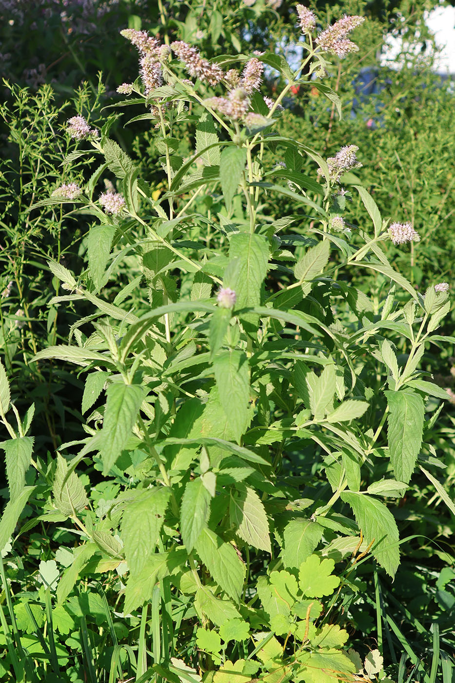 Image of Mentha longifolia specimen.