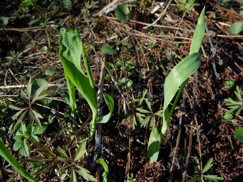 Image of Milium effusum specimen.