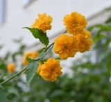 Kerria japonica variety pleniflora. Верхушка цветущего побега. Краснодарский край, г. Горячий Ключ, палисадник. 16.08.2026.