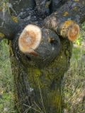 Prunus domestica. Основание ствола взрослого дерева. Республика Молдова, муниципалитет Кишинёв, г. Кодру, заброшенный сливовый сад. 27 апреля 2026 г.