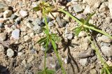 familia Rubiaceae. Части веточек выкопанного растения. Турция, ил Артвин, р-н Юсуфели, 300 м ниже дер. Гюльпынар, выс. 1510 м н.у.м., рядом с обочиной дороги, среди камней. 13 июня 2026 г.
