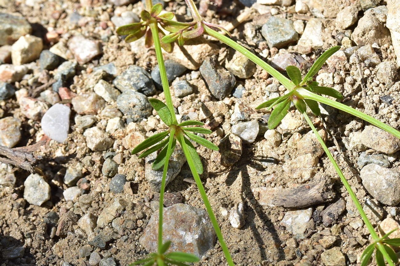 Изображение особи семейство Rubiaceae.