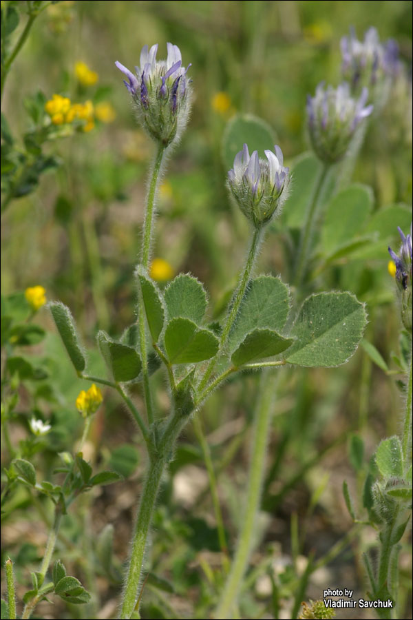 Изображение особи Trigonella rotundifolia.