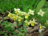 Epimedium × versicolor. Соцветие. Украина, Киев, Национальный ботанический сад, ботанико-географический участок кавказской флоры. 05.05.2011.