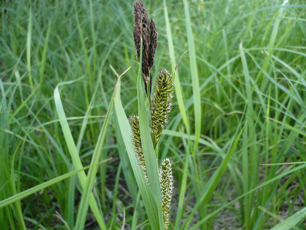 Image of Carex riparia specimen.