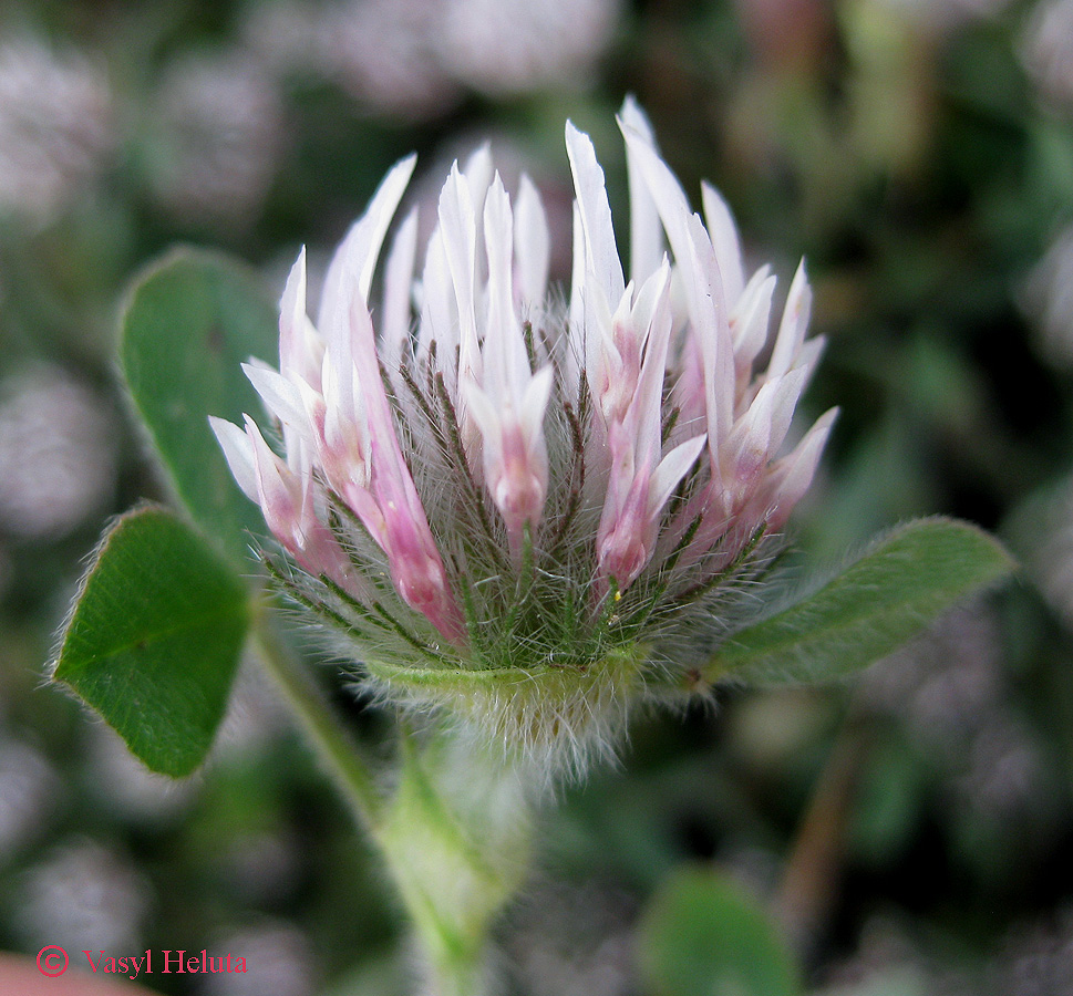 Изображение особи Trifolium hirtum.