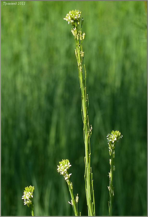 Изображение особи Turritis glabra.