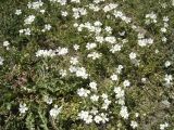 Cerastium arvense