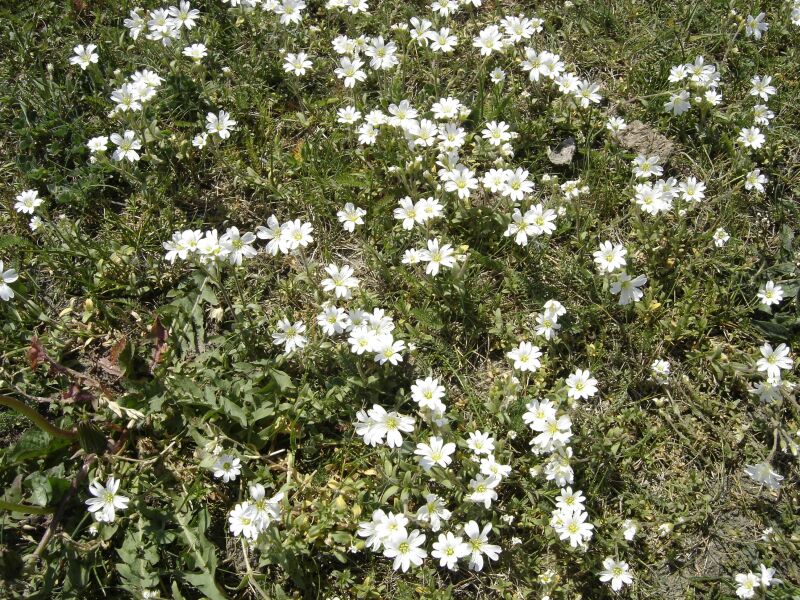 Image of Cerastium arvense specimen.