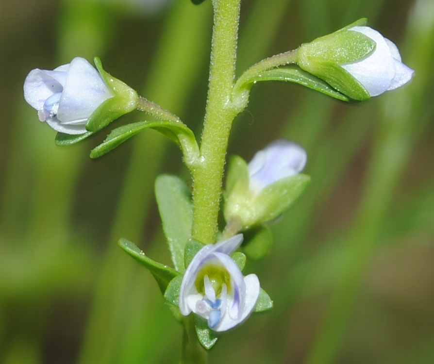 Image of Veronica serpyllifolia specimen.