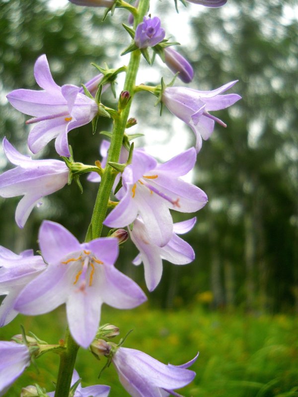 Image of Campanula bononiensis specimen.