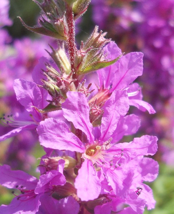 Изображение особи Lythrum salicaria.