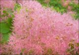 Cotinus coggygria. Часть отцветшего соцветия с завязавшимися плодами. Краснодарский край, Черноморское побережье Кавказа, Новороссийск, окр. долины реки Дюрсо. 11.05.2011.