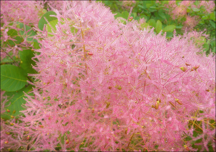 Image of Cotinus coggygria specimen.