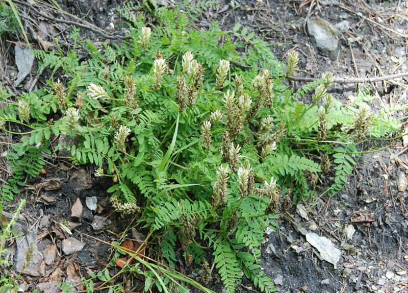 Изображение особи Astragalus inopinatus.