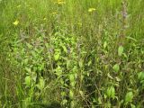 Mentha canadensis. Цветущие растения на травяном болоте. Приморский край, г. Находка, оз. Лебяжье. 21.08.2011.