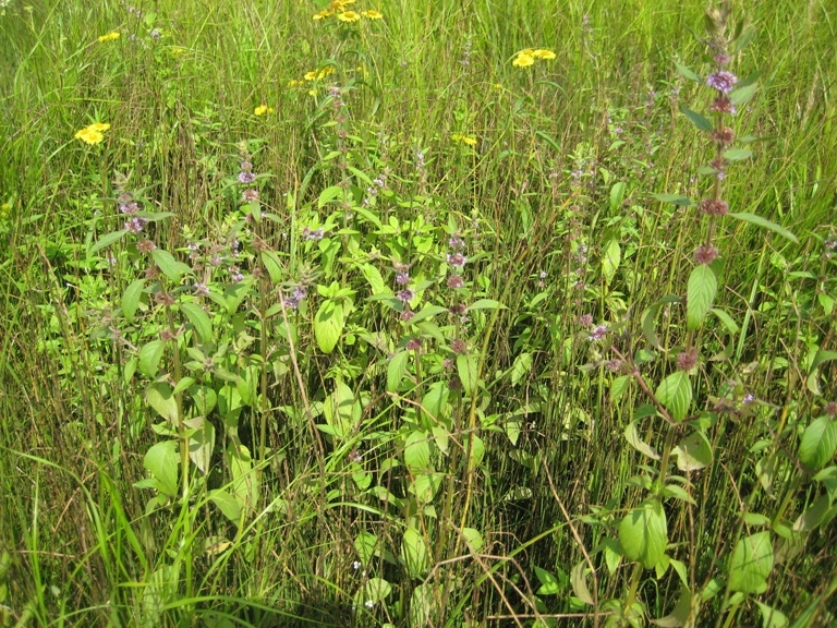 Image of Mentha canadensis specimen.