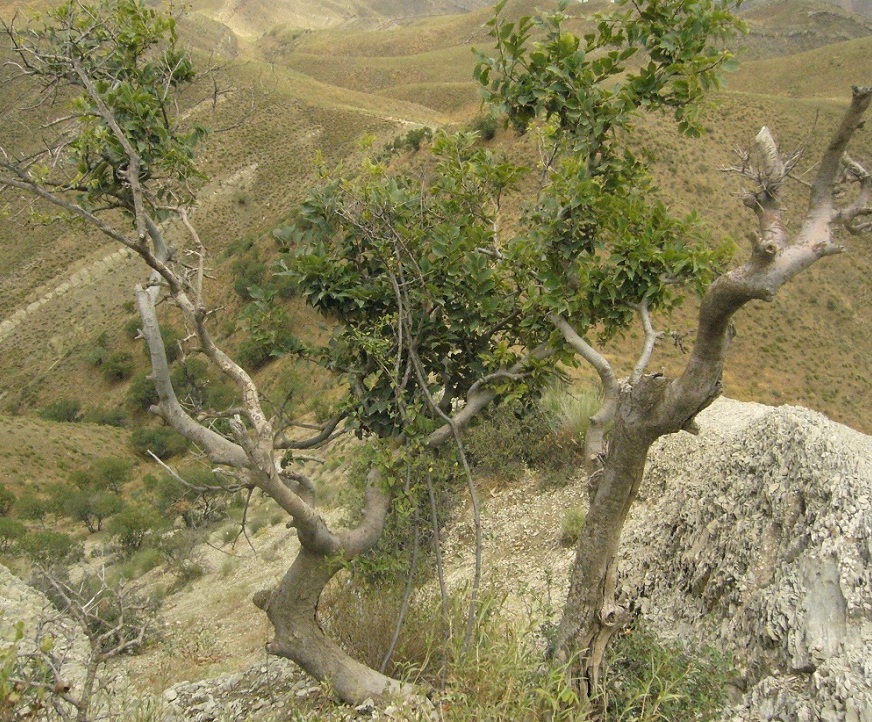 Image of Celtis caucasica specimen.