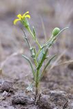 Senecio noeanus. Цветущее растение. Таджикистан, заповедник \"Тигровая балка\", кордон \"Дарё-Куль\". 16.04.2011.