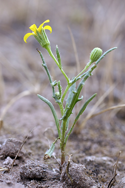 Изображение особи Senecio noeanus.