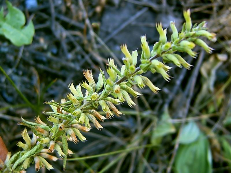 Image of Dracocephalum thymiflorum specimen.