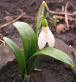 Galanthus transcaucasicus