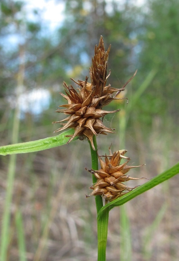 Изображение особи Carex flava.