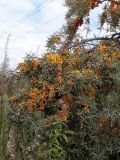 Hippophae rhamnoides