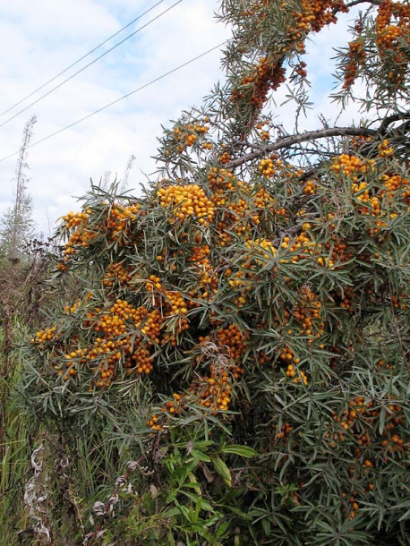 Изображение особи Hippophae rhamnoides.