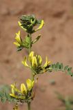 Astragalus harpocarpus