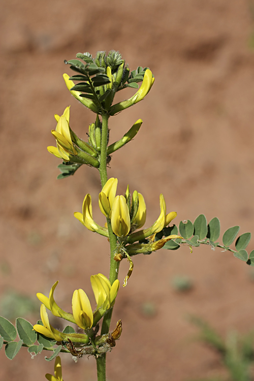 Изображение особи Astragalus harpocarpus.