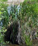 Typha latifolia. Плодоносящие растения. Ростовская обл., Куйбышевский р-н, окр. с. Лысогорка, на мелководье. 10.07.2011.