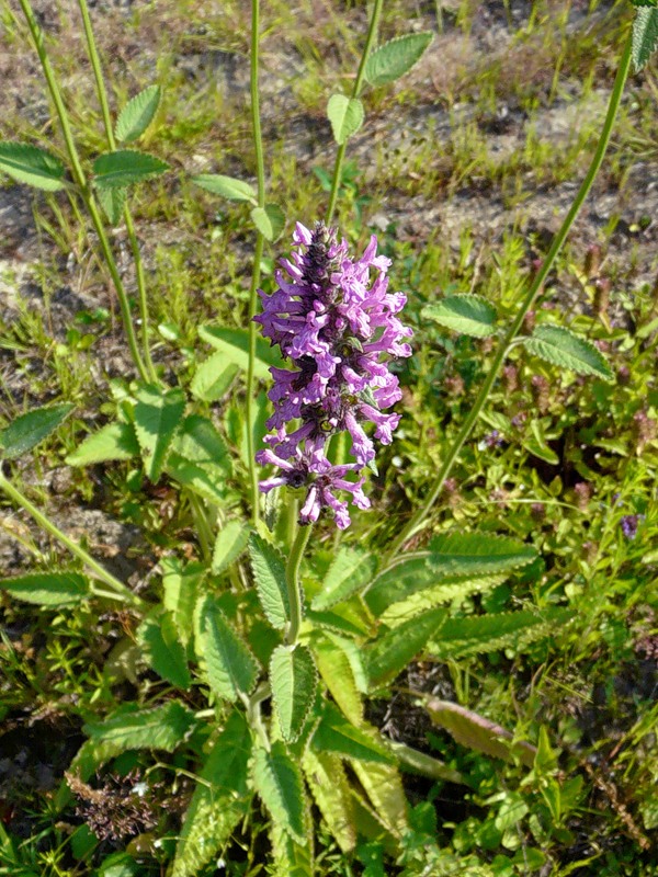 Изображение особи Betonica officinalis.