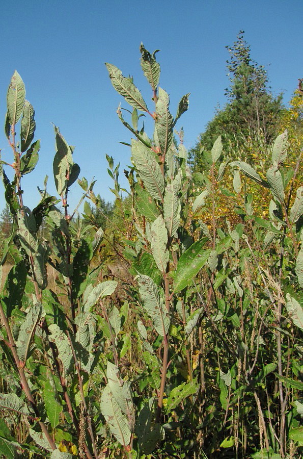 Image of Salix × laurina specimen.