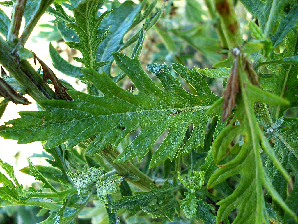 Изображение особи Senecio grandidentatus.