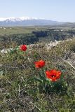 Tulipa greigii