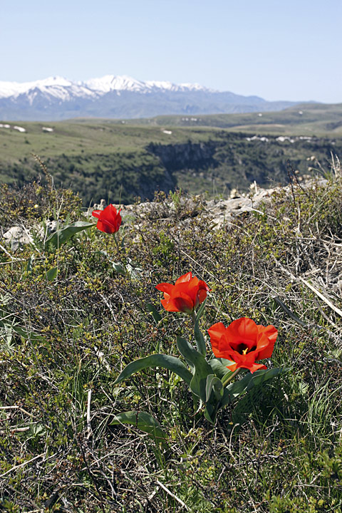 Image of Tulipa greigii specimen.