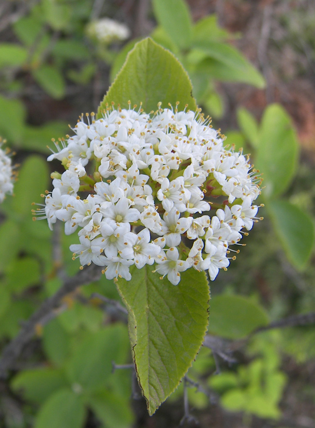 Изображение особи Viburnum lantana.