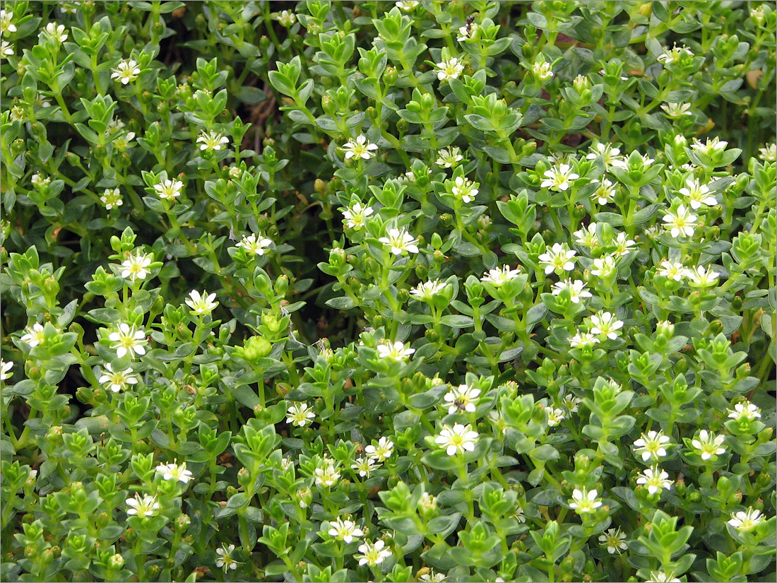 Image of Honckenya peploides ssp. diffusa specimen.
